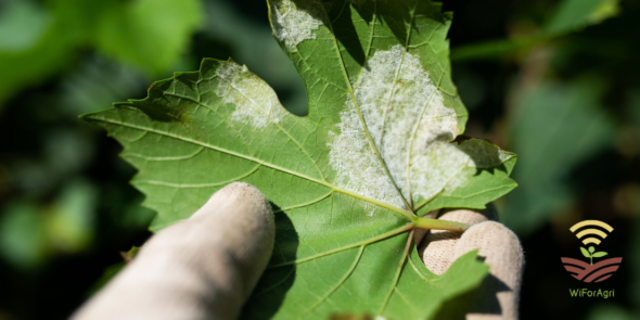 modello peronospora wiforagri